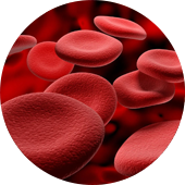 Blood cells